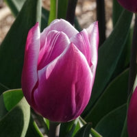 Tulpen Triomphe Synaeda blue (x10) - Tulpen - Bakker