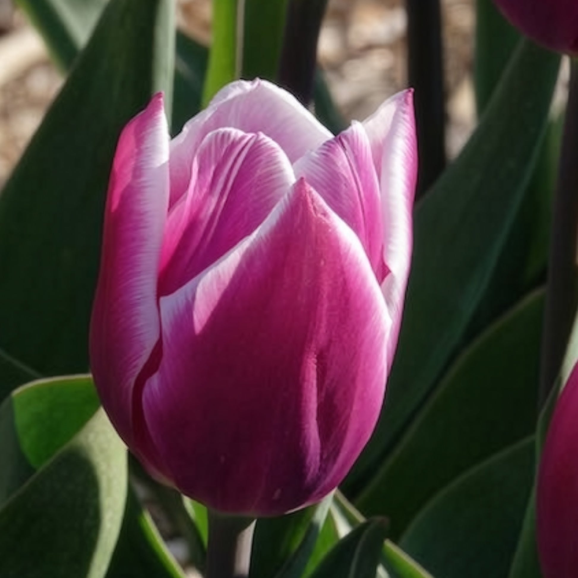 Tulpen Triomphe Synaeda blue (x10) - Tulpen - Bakker