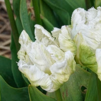 Tulpen - Papegaaitulpen White Parrot (x7) - Tulipa 'white parrot'