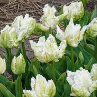 Verkoop Papegaaitulpen White Parrot (x7) - Tulipa 'white parrot'