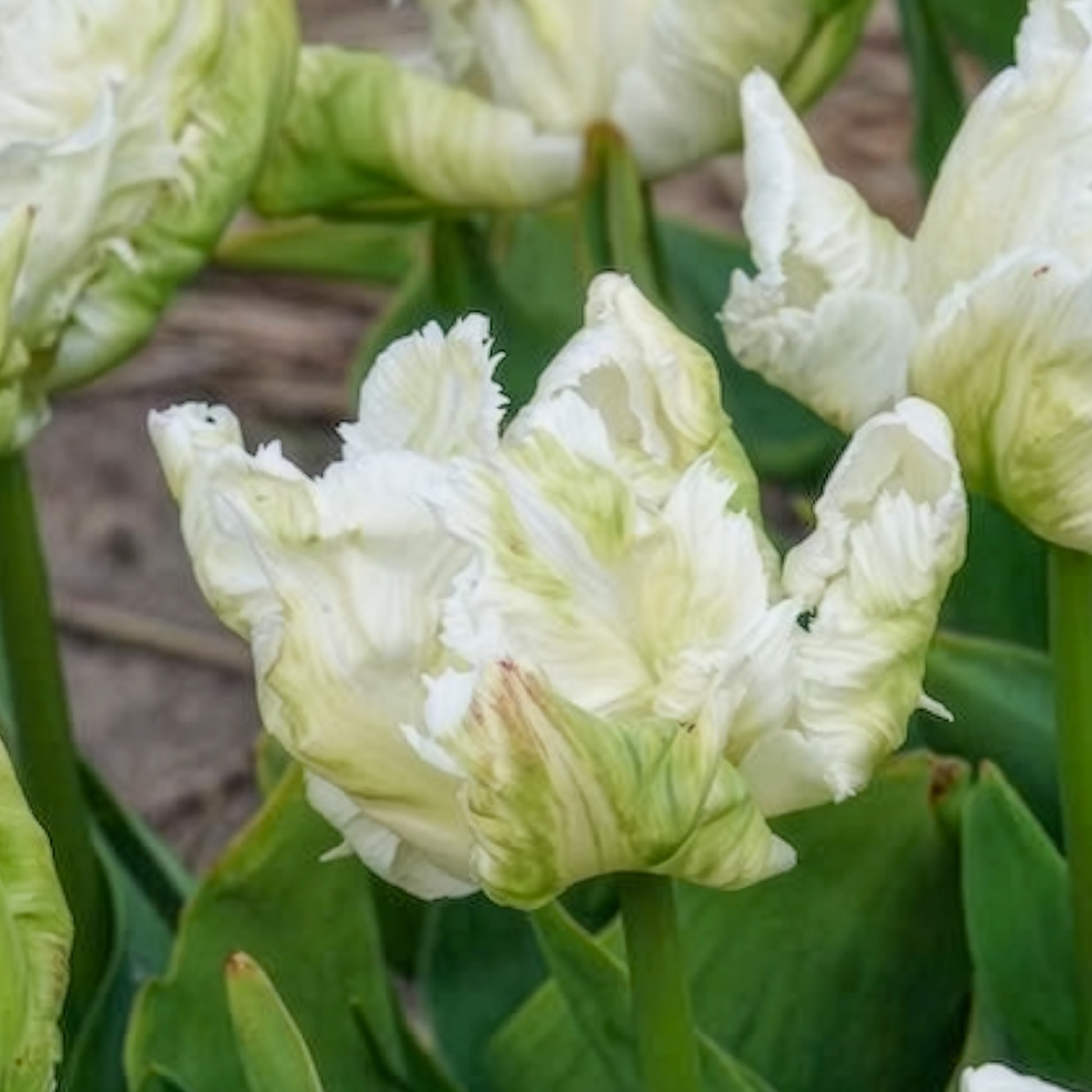 Tulipa 'white parrot' - Papegaaitulpen White Parrot (x7) - Tulpen