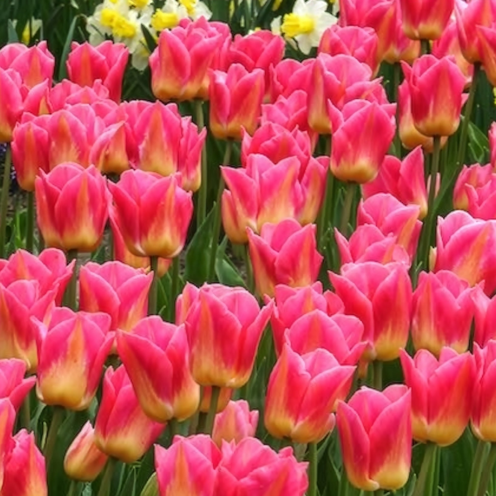 Verkoop Tulpen Triomphe Tom Pouce