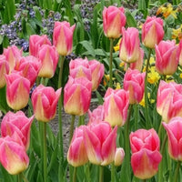 Tulpen - Tulpen Triomphe Tom Pouce - Tulipa 'tom pouce'
