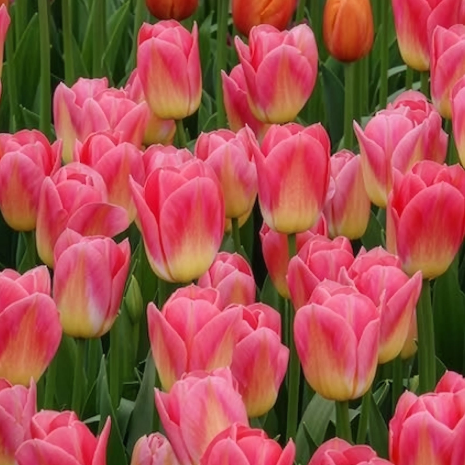 Verkoop Tulpen Triomphe Tom Pouce - Tulipa 'tom pouce'