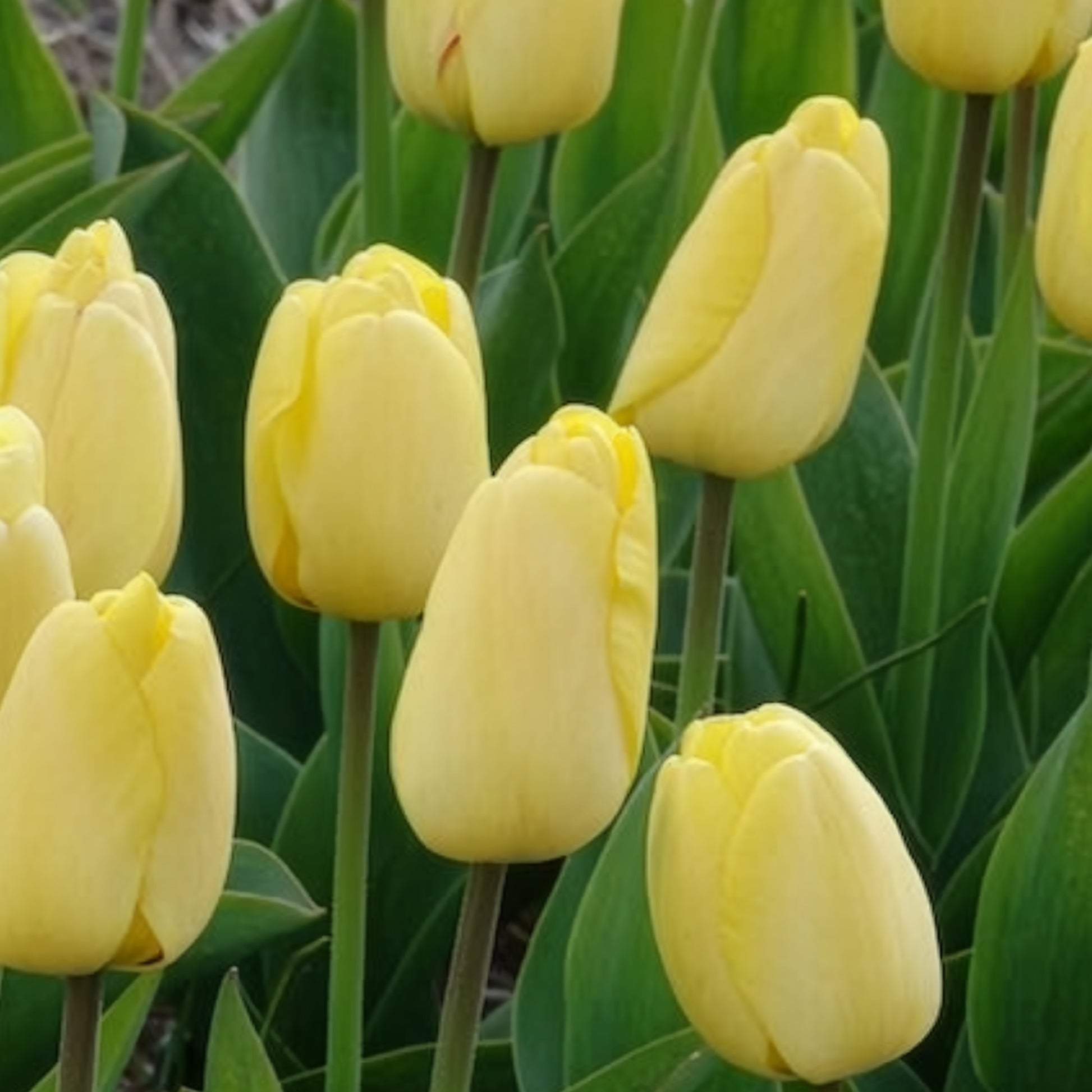 Tulipa 'golden parade' - Tulpen Darwin Golden parade - Tulpen