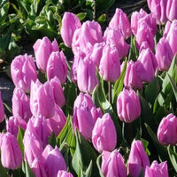 Verkoop Tulpen Triomphe Candy Prince - Tulipa 'candy prince'