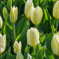 Verkoop Tulpen - Tulpen Fosteriana Purissima