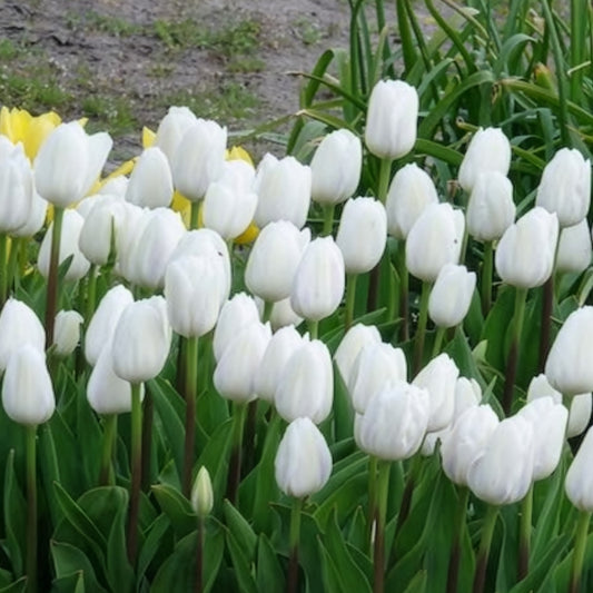 Tulpen Triomphe Royal Virgin - Bakker