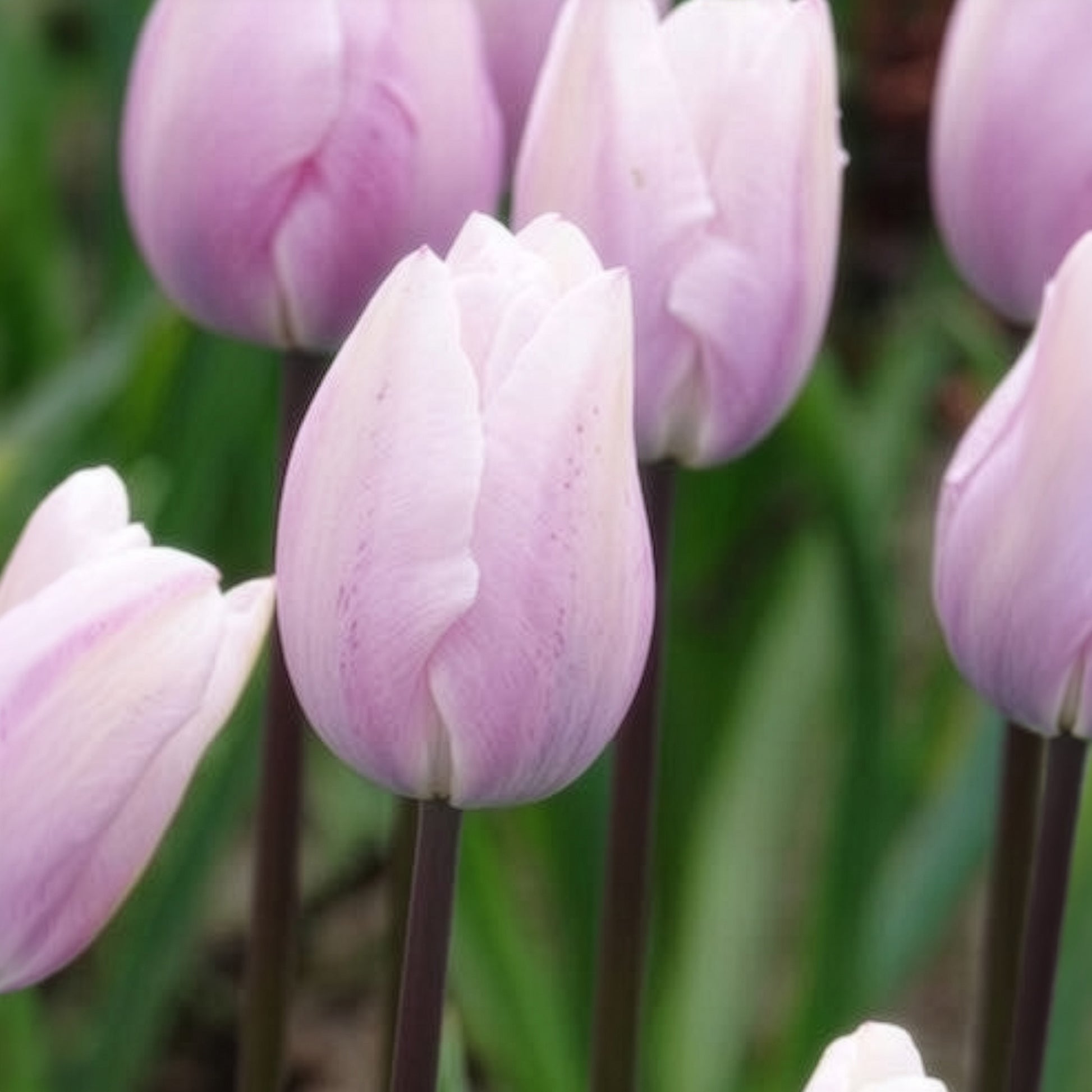 Tulipa 'silver cloud' - Tulpen Triomphe Silver Cloud - Tulpen