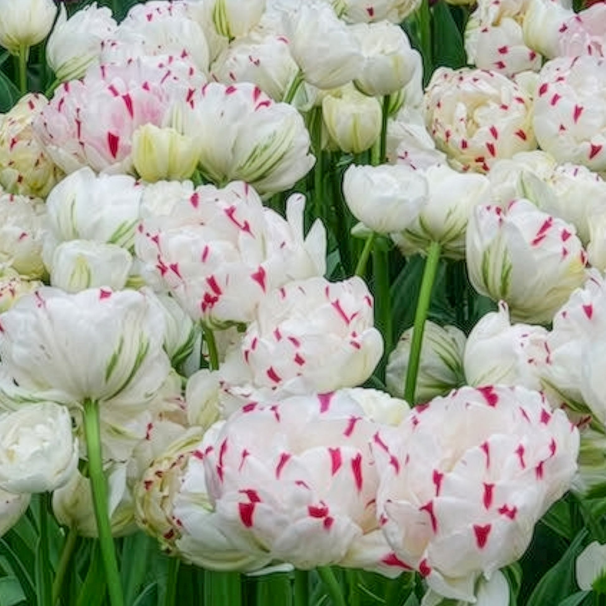 Tulpen - Dubbele tulpen Dance line - Tulipa Danceline
