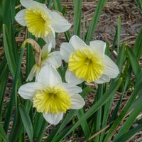Verkoop Narcissen met grote kroon Ice follies (x5) - Narcissus 'ice follies'