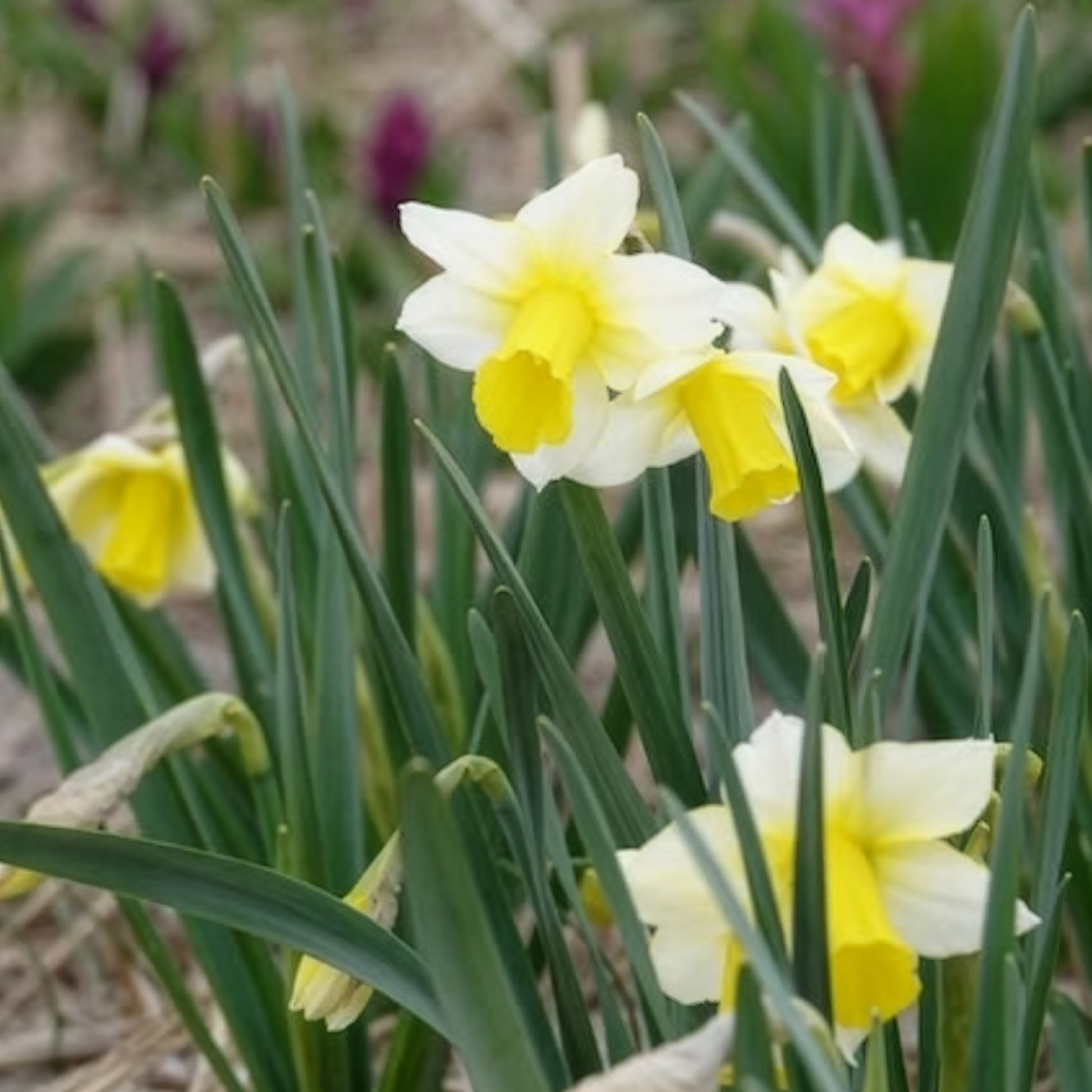 Verkoop Narcissen Golden Echo (x7) - Narcissus 'golden echo'