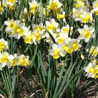 Narcissen - Narcissen Golden Echo (x7) - Narcissus 'golden echo'
