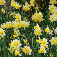 Verkoop Narcissen Golden Echo (x7) - Narcissen