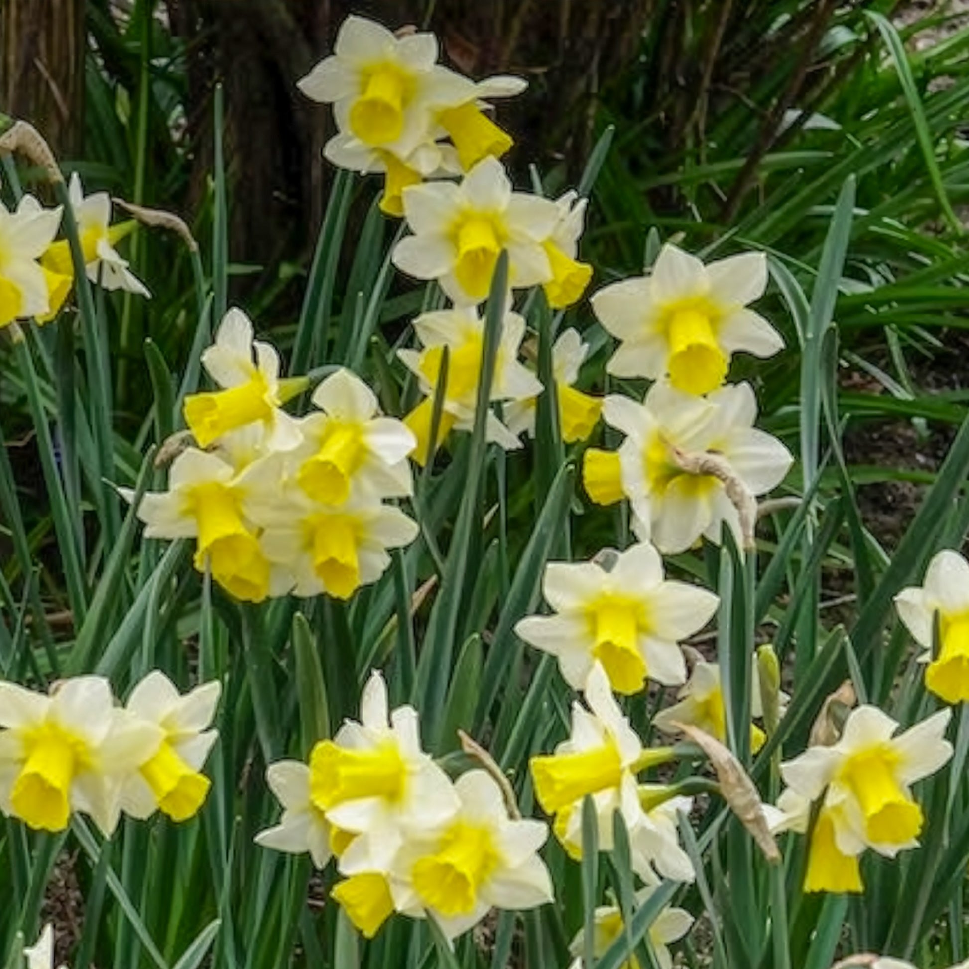 Narcissen Golden Echo (x7) - Narcissus 'golden echo' - Bakker