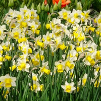 Narcissen Golden Echo (x7) - Narcissen - Bakker