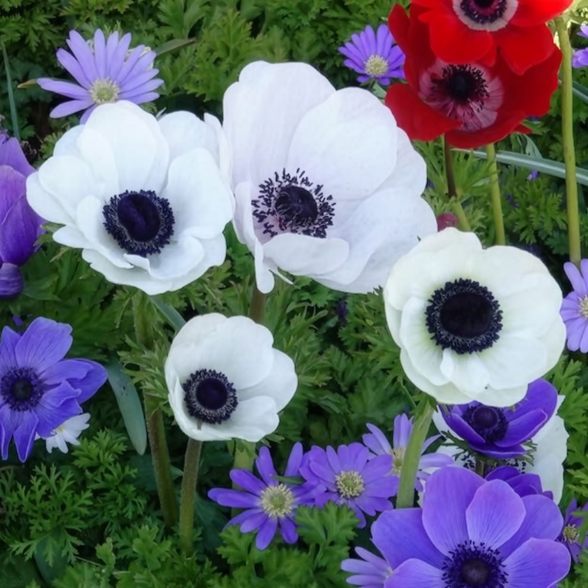 Anemone coronaria 'the bride' - Anemonen coronaria The Bride - Anemoon