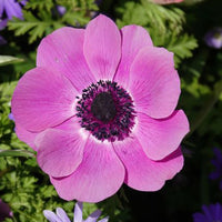 Anemone 'sylphide' - Anemonen coronaria roze - Anemoon