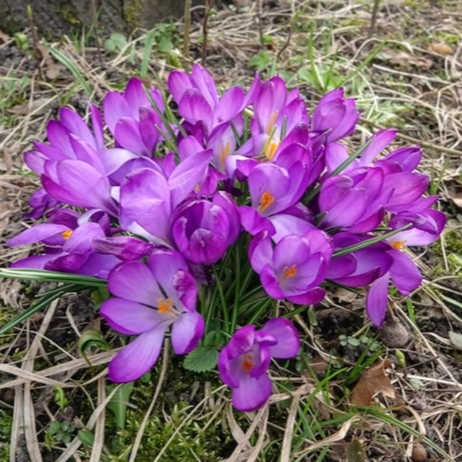 Crocus 'ruby giant' - Hybride Crocussen Ruby Giant - Krokus
