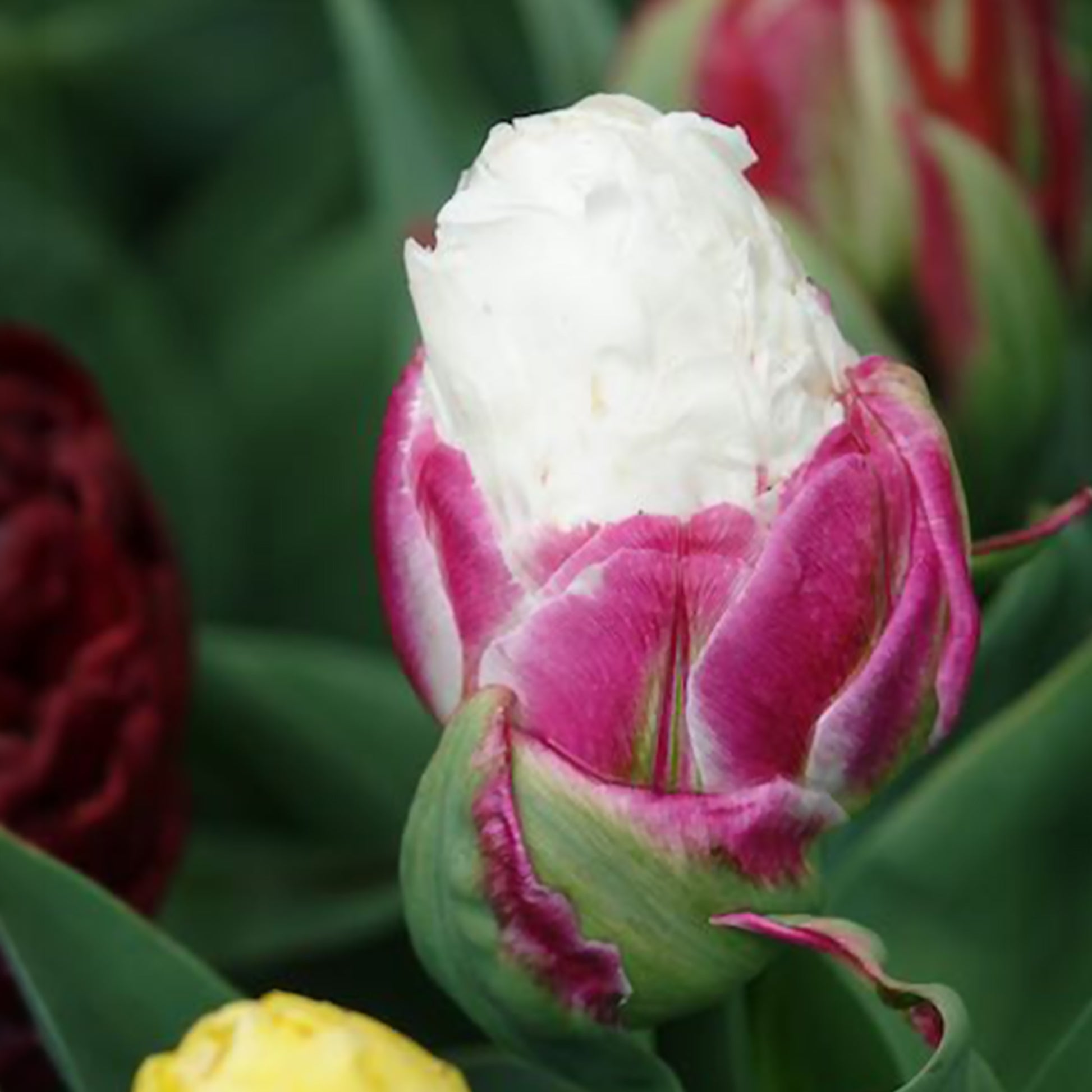 Tulpen - Dubbele IJsroom tulp (x7) - Tulipa Ice Cream
