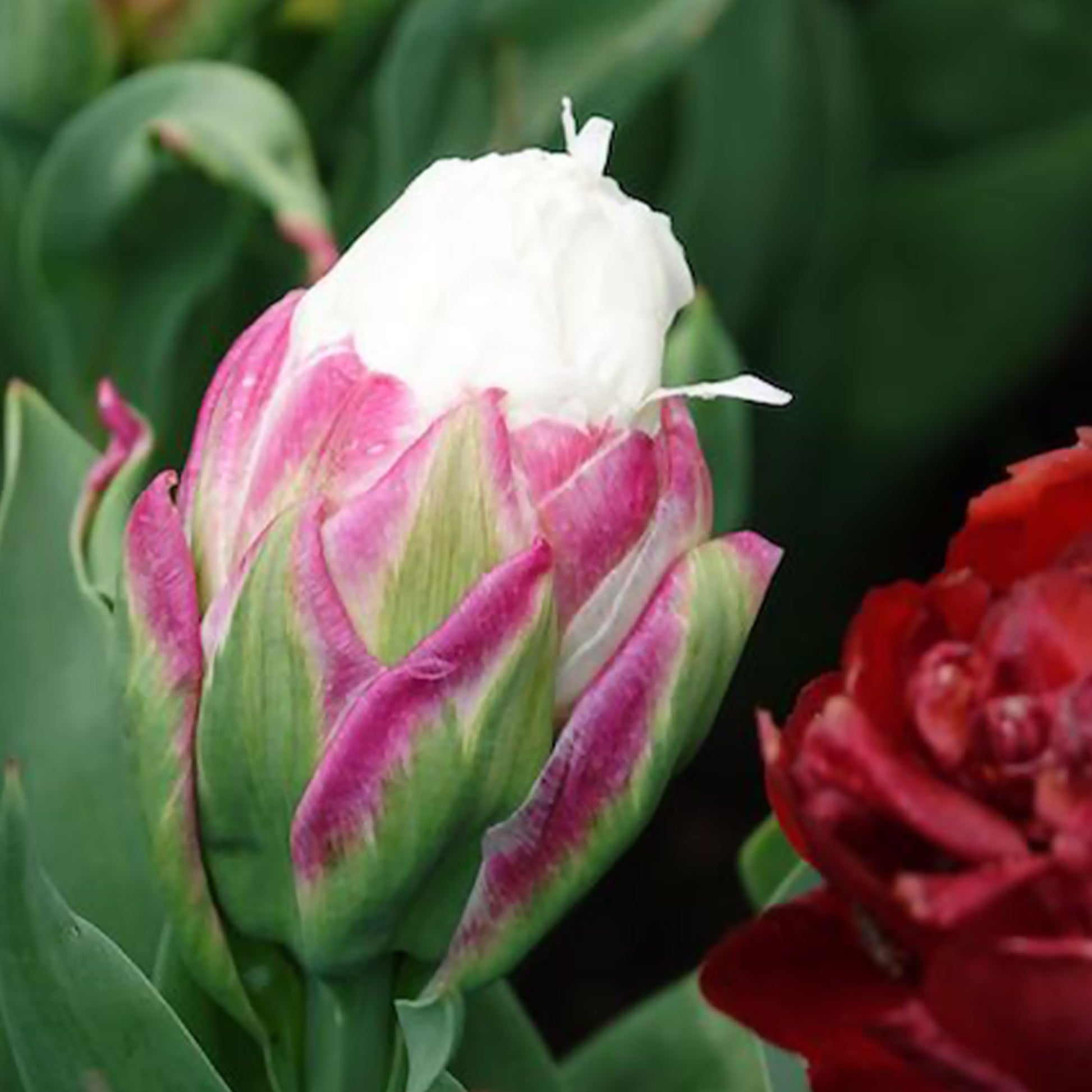 Tulipa Ice Cream - Dubbele IJsroom tulp (x7) - Tulpen