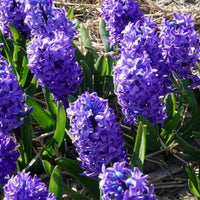 Verkoop Hyacint Delft Blue - Hyacinthus orientalis Delft Blue