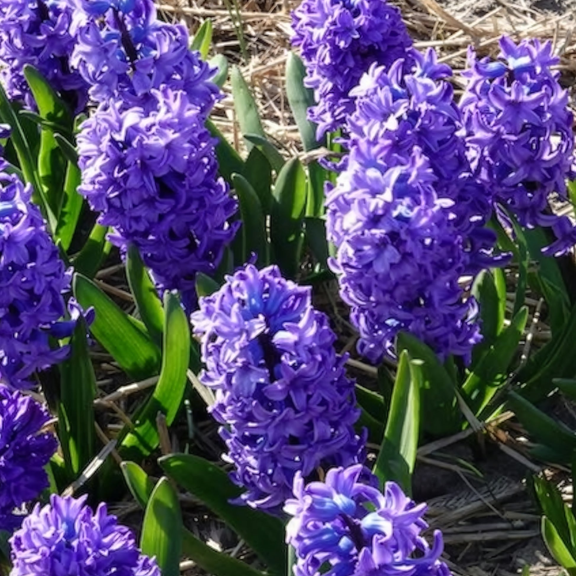 Verkoop Hyacint Delft Blue - Hyacinthus orientalis Delft Blue