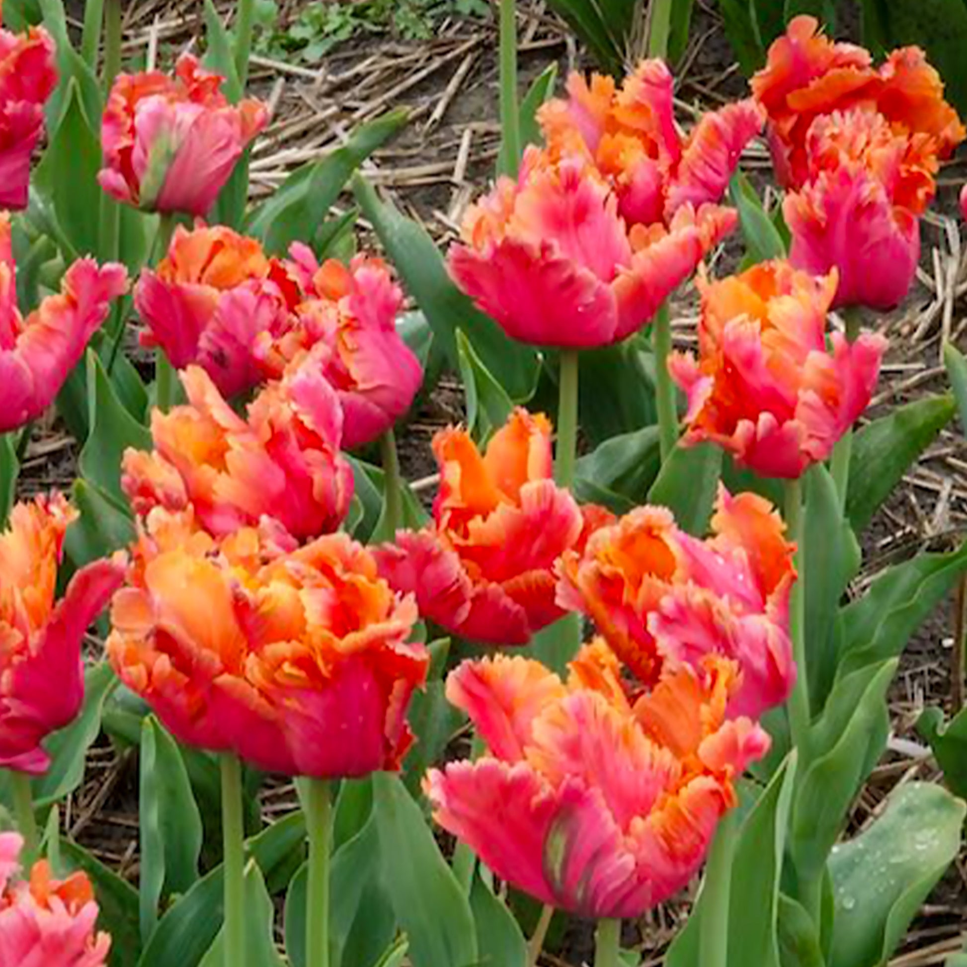 7 Papegaaitulpen Amazing Parrot - Tulpen - Bakker
