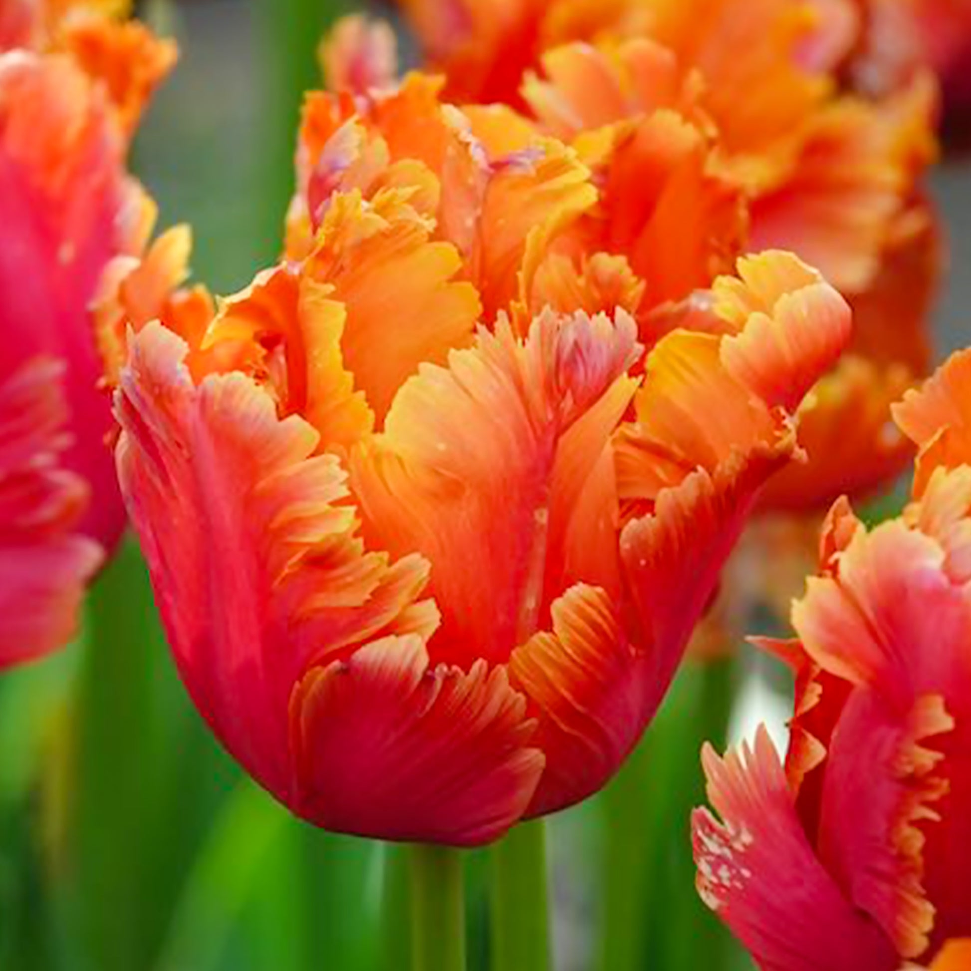 Verkoop 7 Papegaaitulpen Amazing Parrot - Tulipa parrot Amazing Parrot