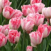 Dubbelbloemige tulp 'Foxtrot' (x10) - Tulpen - Bakker