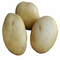 Aardappel 'Vitabella' - BIO - Solanum tuberosum vitabella - Moestuin