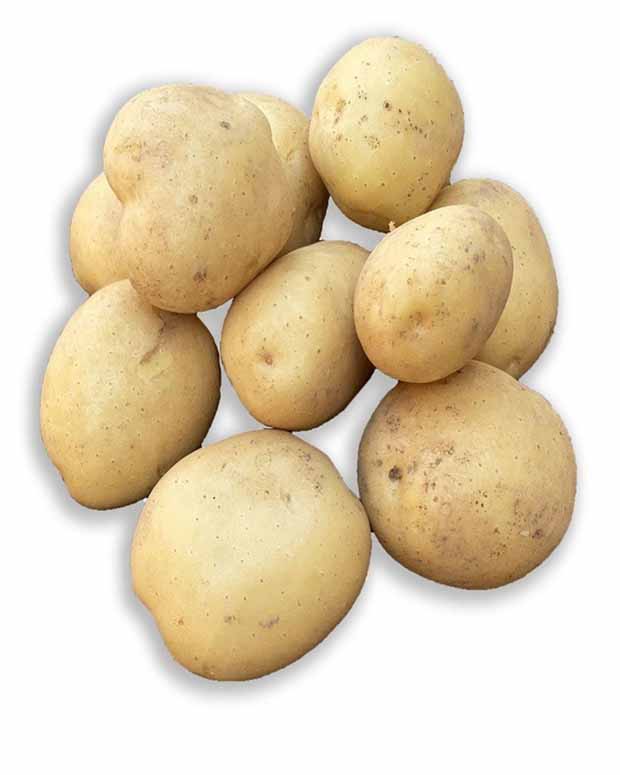 Aardappel 'Vitabella' - BIO - Solanum tuberosum vitabella - Aardappels