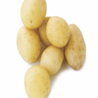 Aardappel 'Penni' - Solanum tuberosum penni - Moestuin