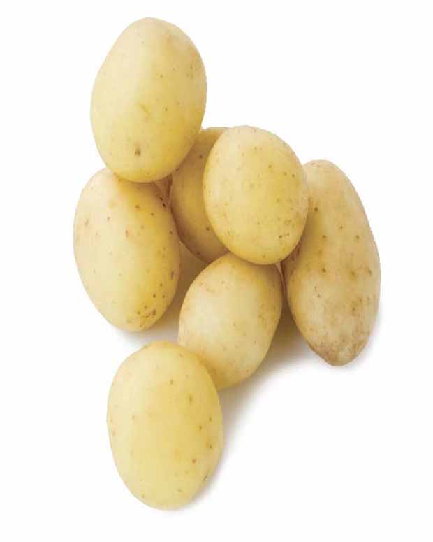 Aardappel 'Penni' - Solanum tuberosum penni - Groente