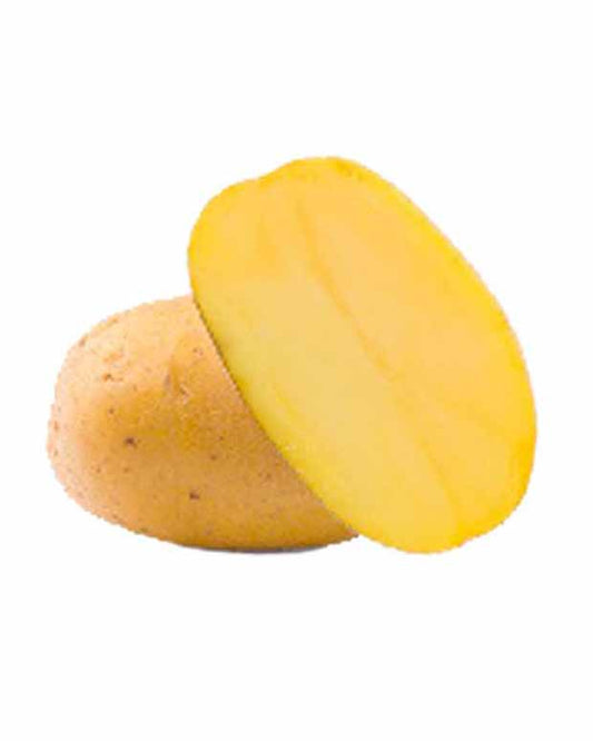 Aardappel 'Goldmarie' - BIO - Solanum tuberosum goldmarie - Moestuin