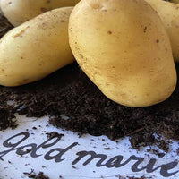 Aardappel 'Goldmarie' - BIO - Solanum tuberosum goldmarie - Aardappels