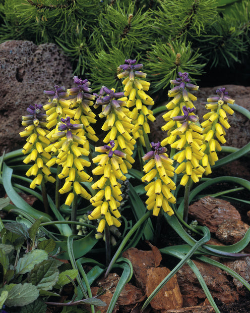 Gele Muscari Golden Fragrance - Muscari macrocarpum 'golden fragrance' - Bloembollen