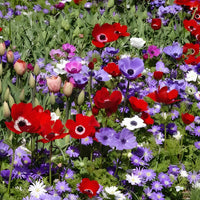 Anemoon de Caen - Mix - Anemone coronaria de Caen - Bakker