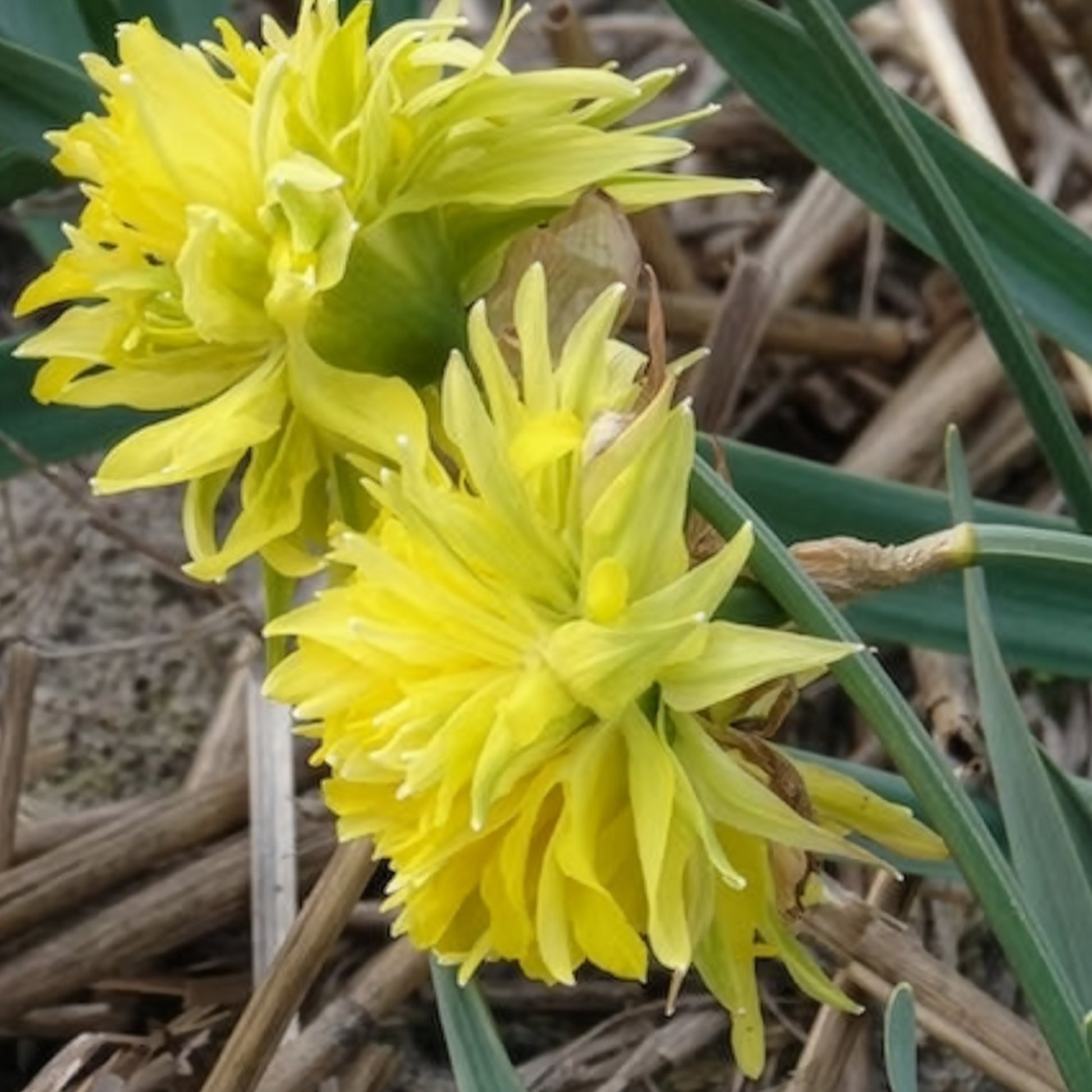Verkoop Narcis 'Rip van Winkle' (x5) - Narcissus Rip van Winkle