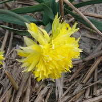 Narcissus Rip van Winkle - Narcis 'Rip van Winkle' (x5) - Narcissen