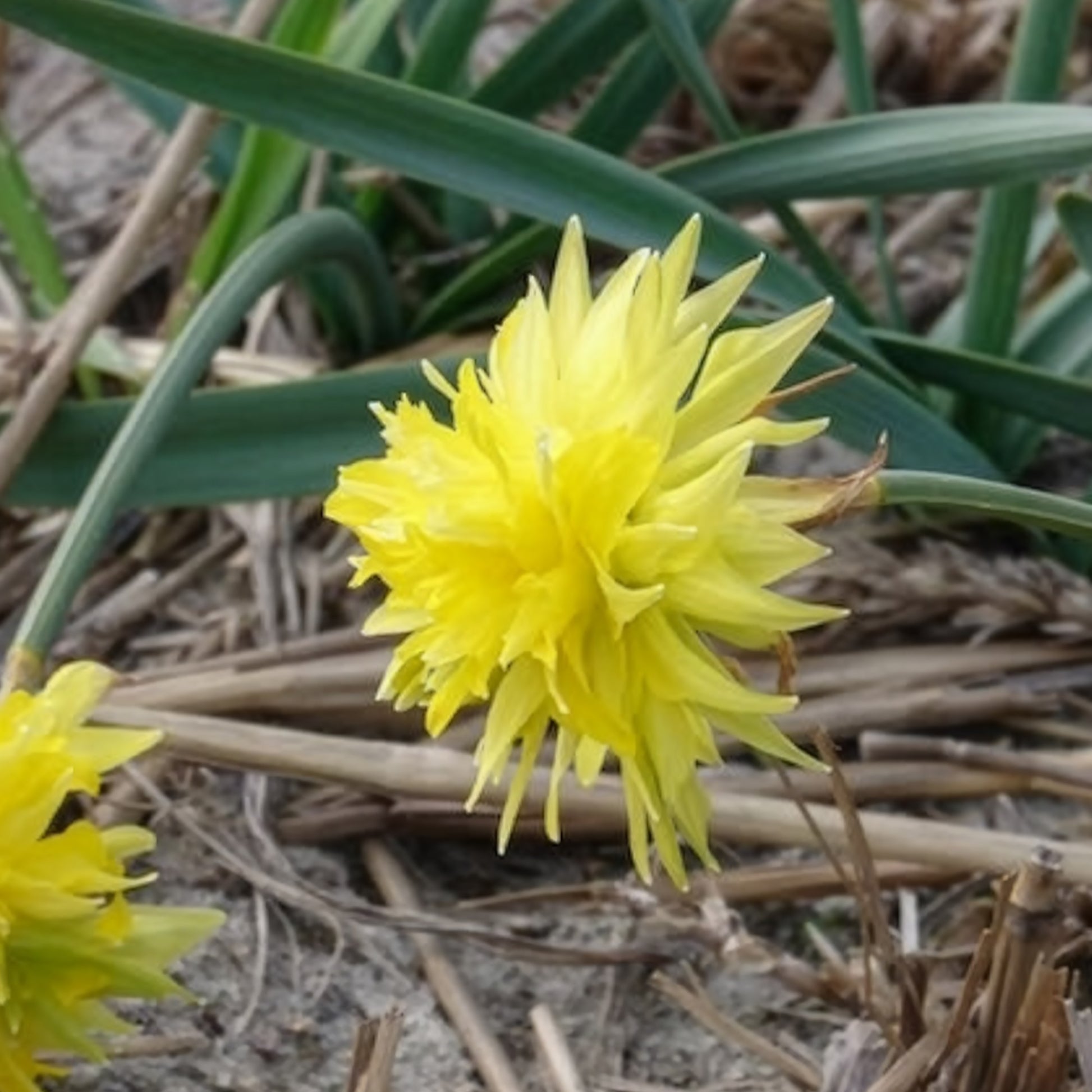 Narcissen - Narcis 'Rip van Winkle' (x5) - Narcissus Rip van Winkle