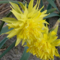 Verkoop Narcis 'Rip van Winkle' (x5)