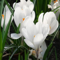 Grootbloemige Krokus 'Jeanne d'Arc' (x15) - Krokus - Bakker