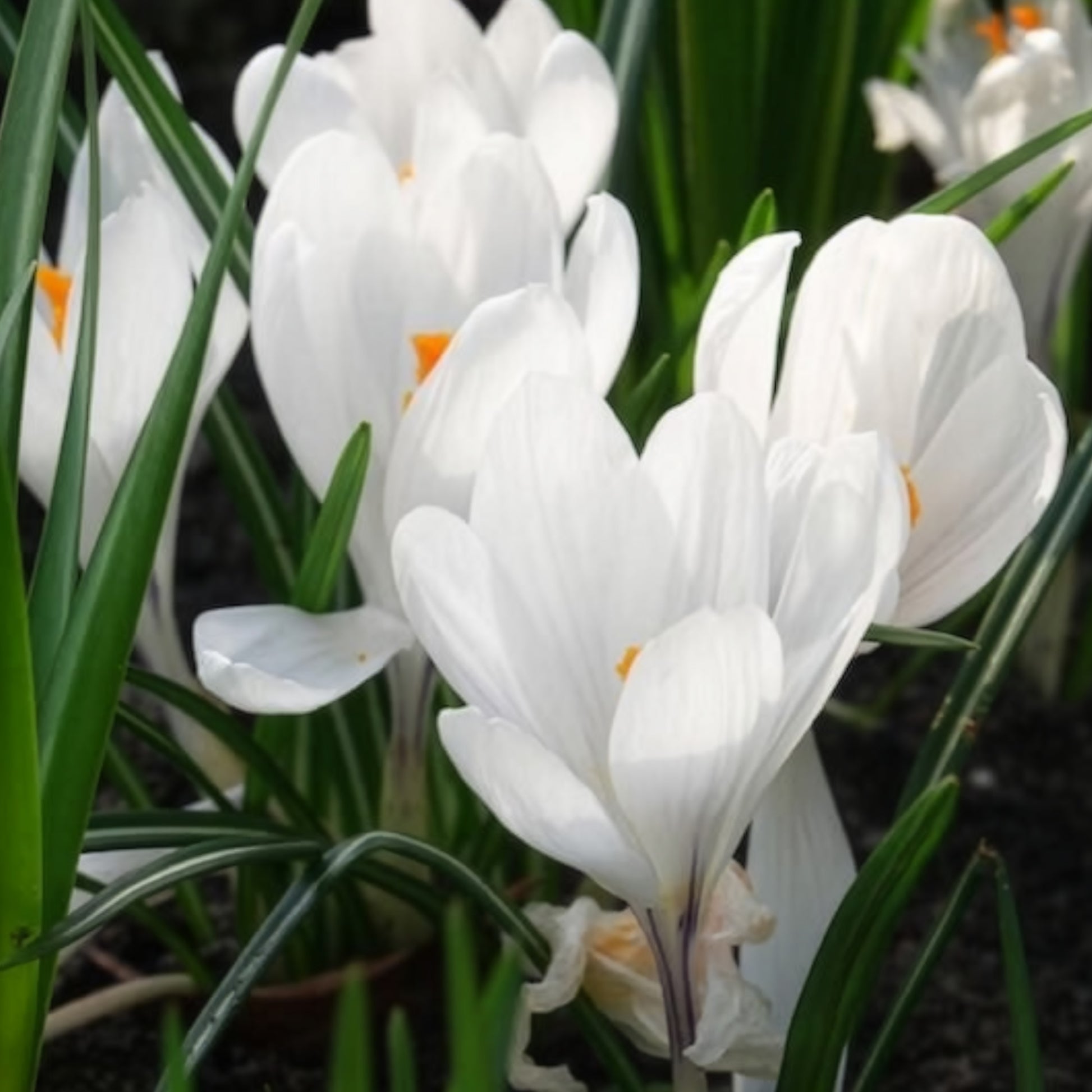 Grootbloemige Krokus 'Jeanne d'Arc' (x15) - Krokus - Bakker