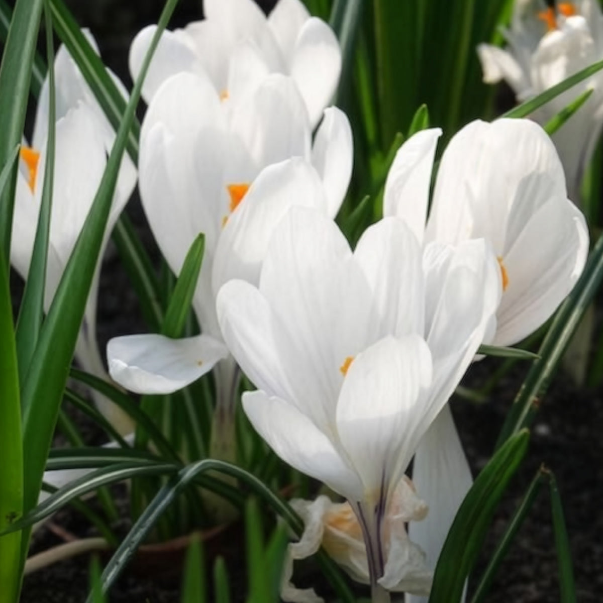 Grootbloemige Krokus 'Jeanne d'Arc' (x15) - Krokus - Bakker