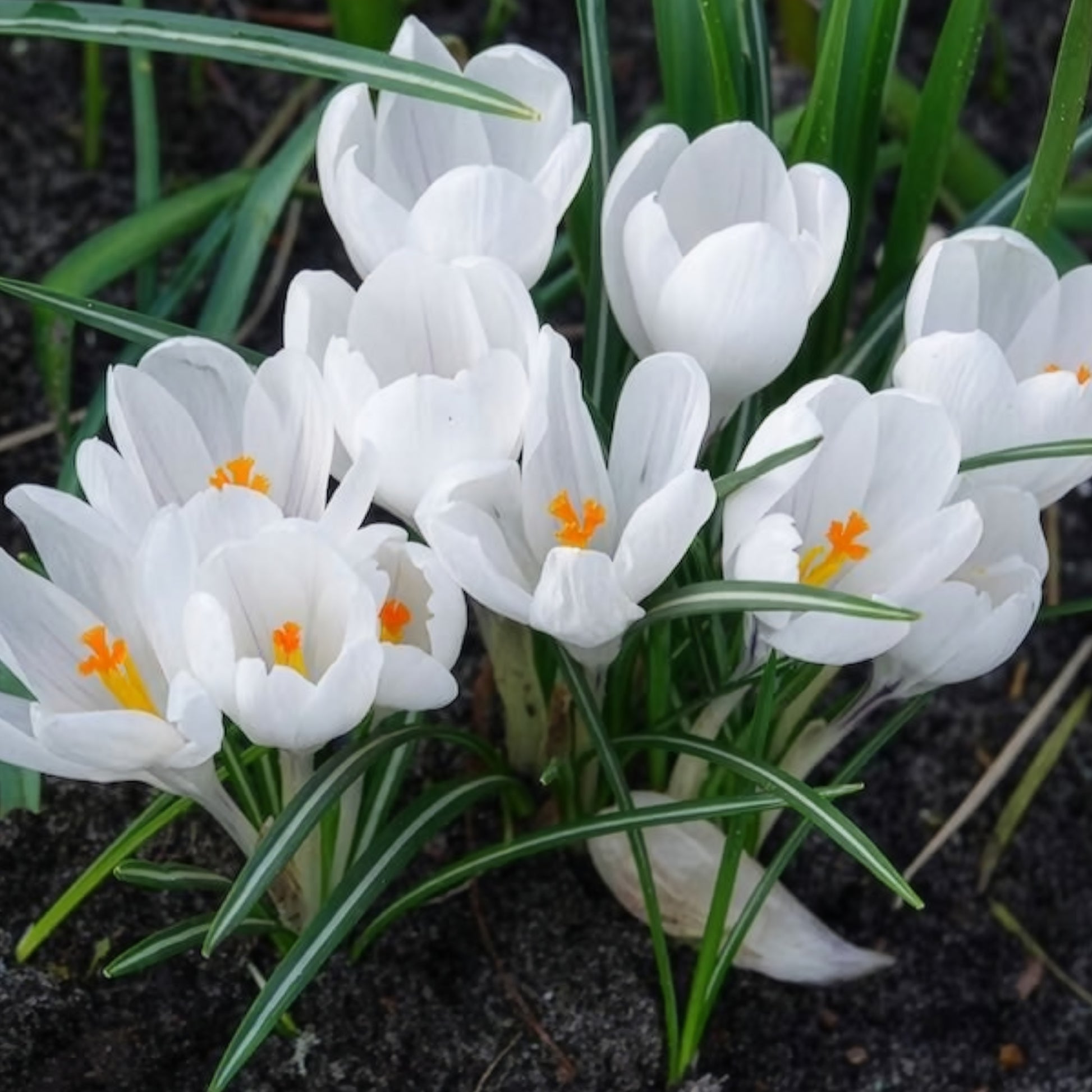 Verkoop Grootbloemige Krokus 'Jeanne d'Arc' (x15)