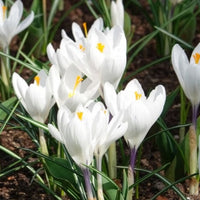 Krokus - Grootbloemige Krokus 'Jeanne d'Arc' (x15) - Crocus vernus jeanne d'arc