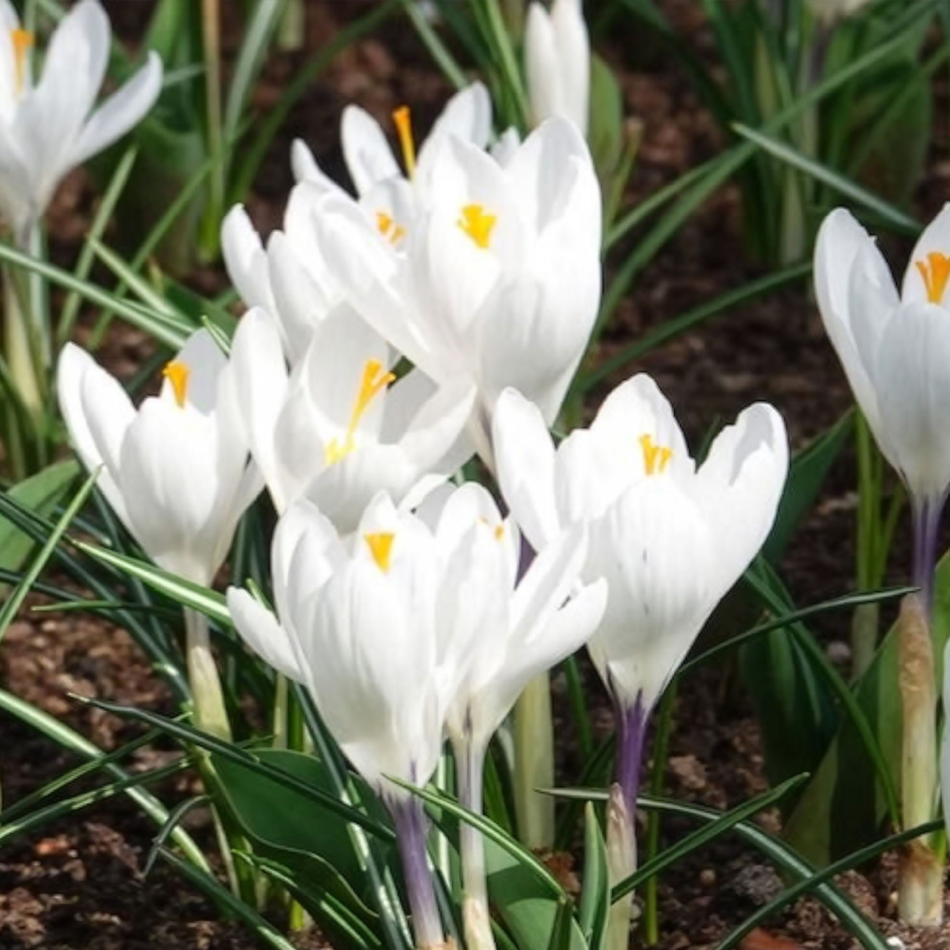 Krokus - Grootbloemige Krokus 'Jeanne d'Arc' (x15) - Crocus vernus jeanne d'arc