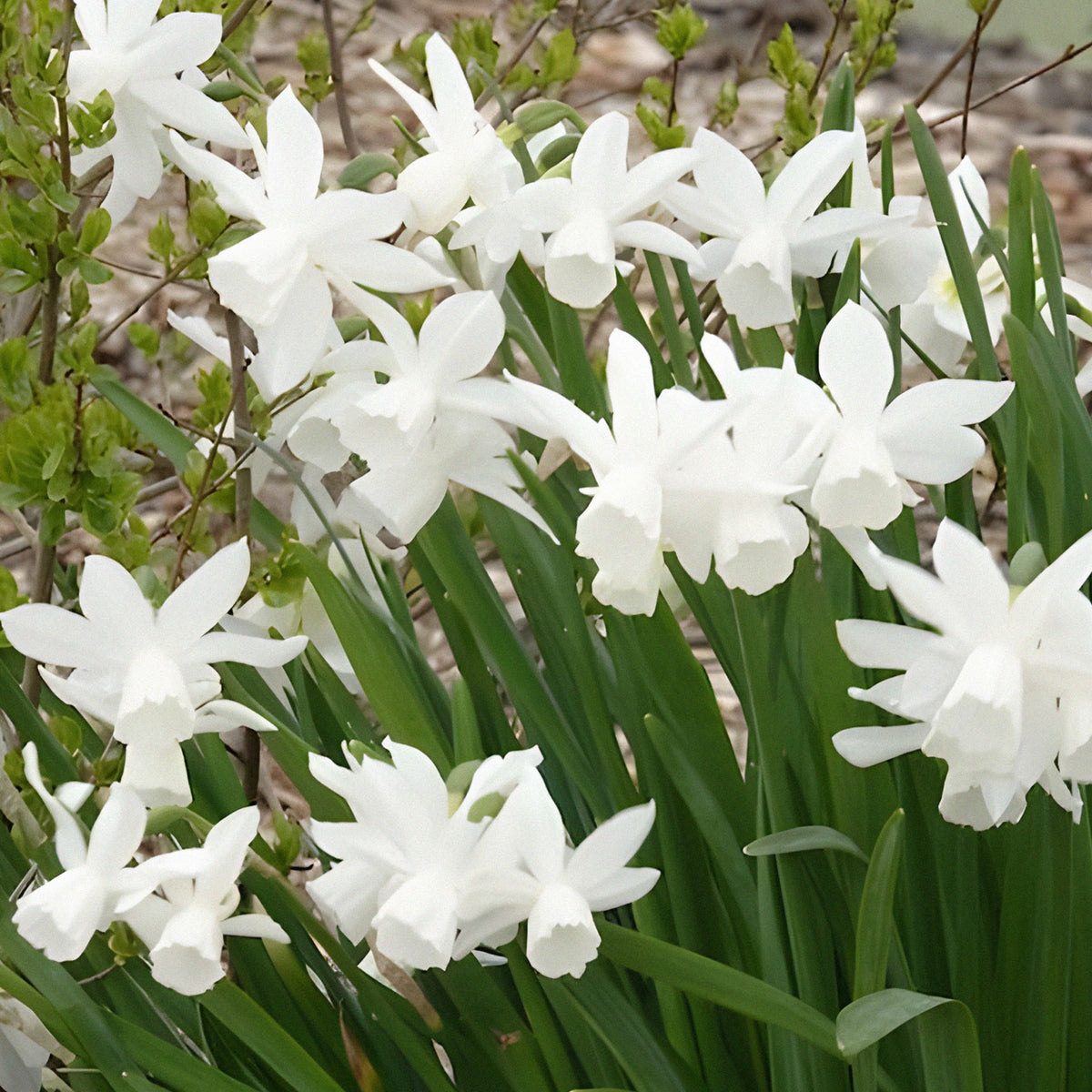 Narcissen - Narcis 'Thalia' (x7) - Narcissus triandrus Thalia