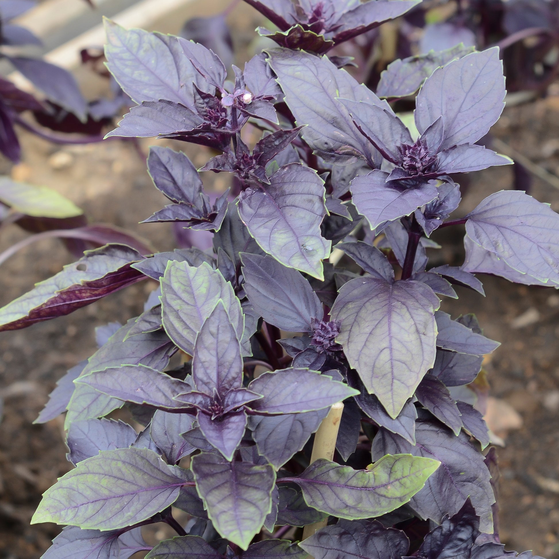 Ocimum basilicum dark opal - Basilicum 'Dark Opal' - BIO - Biologische kruiden